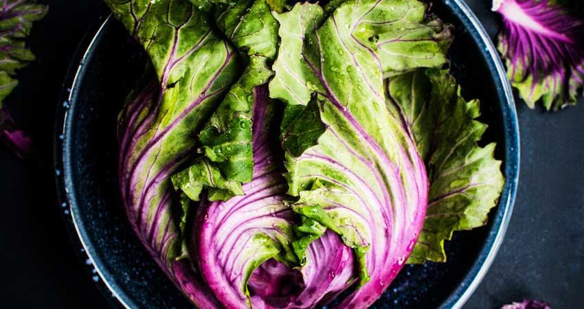 Cabbage Cabbage