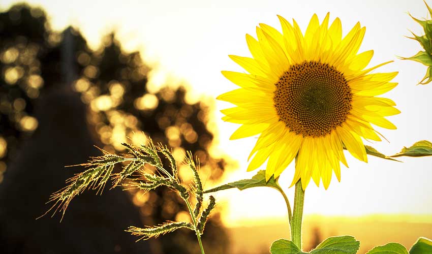 7 Green Outdoor Activities for You and Your Family This Summer